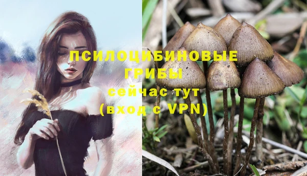ПСИЛОЦИБИНОВЫЕ ГРИБЫ Белокуриха